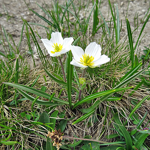 Wegerich-Hahnenfuss / Ranunculus kuepferi